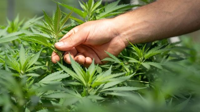 The High Life: Exploring the Green Revolution of Marijuana