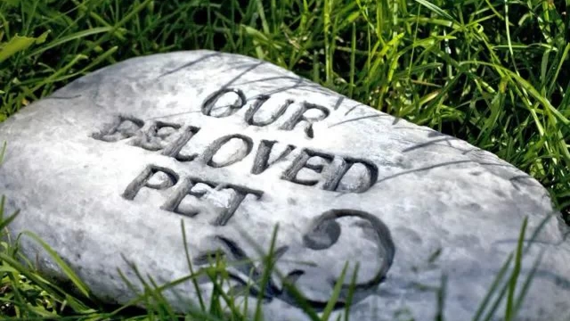 Forever in Our Hearts: Honoring the Memories of Beloved Pets