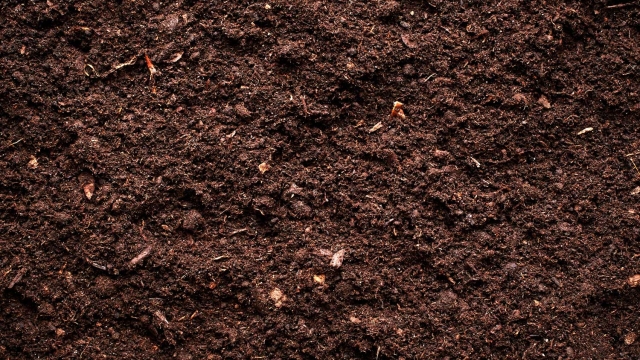 Unleashing Nature’s Magic: Exploring the Wonders of Organic Soils