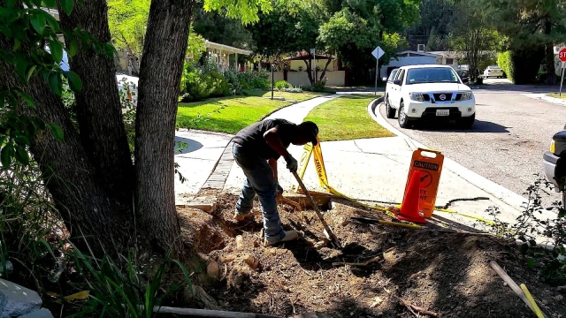 Timber: Unlocking the Secrets of Tree Removal