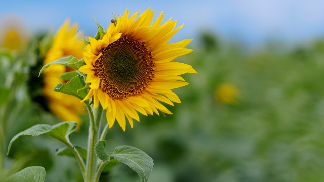 The Battle with Cabbage Worms: Maximizing Your Sunflower Harvest