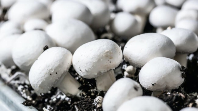 From Spores to Harvest: Unveiling the Art of Mushroom Cultivation