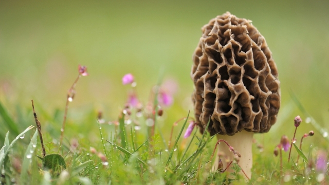 From Spores to Savory Delights: Unleashing the Magic of Mushroom Growing