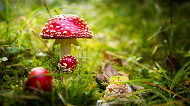 Fungi Fun: Unleashing the Magic of Mushroom Growing