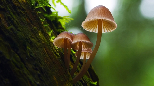 Fungi Fun: Unleashing Your Inner Mycologist – A Guide to Mushroom Growing