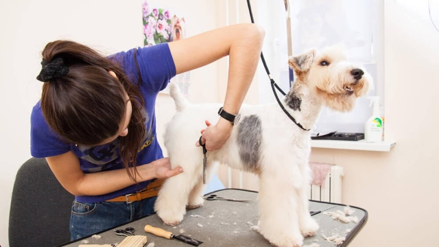 Pampered Paws: Unleashing the Luxury of Pet Salons