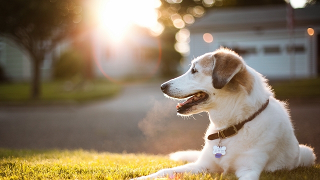 Furry Friends and Feathery Tales: The Joys of Pet Parenthood