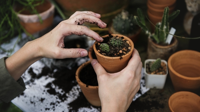 Understanding Tissue Culture Plants Benefits and Care
