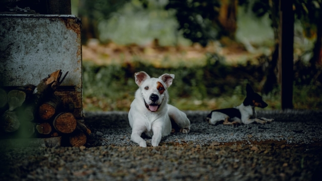 Creating a Family Routine for Pet Care
