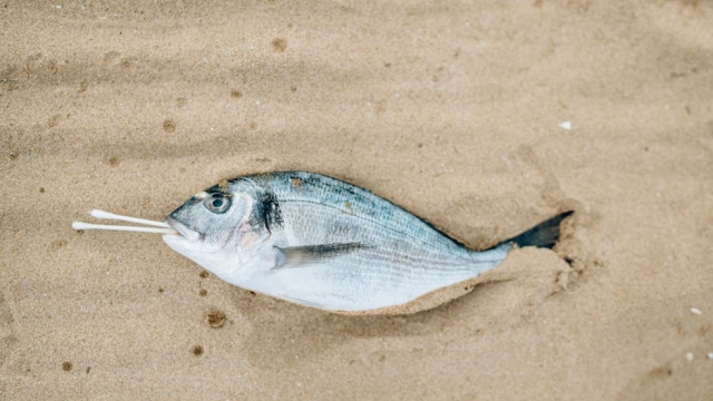 Overview of Sustainable Fish Farming Practices global population