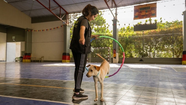 Overview of Dog Training Services in Houston training essential