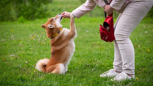 Overview of Therapy Dog Training Benefits and Importance